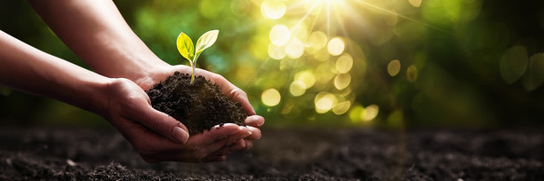 Close Up Plant in Female Hands. Care of the Environment. Ecology concept.