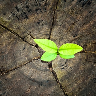 New development and renewal in an old cut down tree and a strong seedling growing in the center trunk.